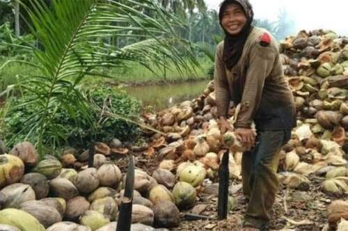 Pertanian perkebunan kopra menjadi andalan di tembilahan Kabupaten Inhil yang butuh perhatian pemerintah untuk menciptakan industri hulu hingga hilir pengelolaan kelapa